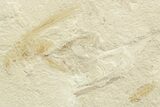 Eocene Fossil Cricket and Grasshopper - Green River Formation #368758-1